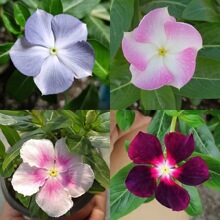马来西亚长春花马春特色春天天嫁接苗开盆栽开花期长耐热耐晒白卡