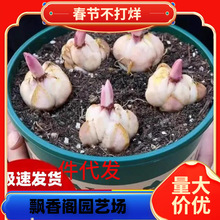 一件代发进口重瓣香水百合种球5颗四季开花室内阳台盆栽花卉易活