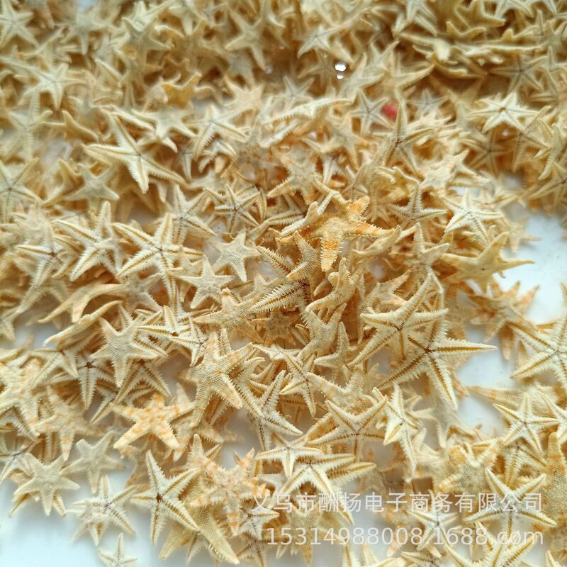 Factory Direct Sales, Natural Small Flat Starfish Shells and Conch Shells, Handmade DIY Materials, Drift Bottle Photo Frame Stickers