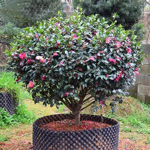 Tea Plum Flower Ball Seedling Big Red Flower Potted Garden Flower Balcony Villa Greening All Seasons Evergreen Cold and Drought Tolerance Good Raising
