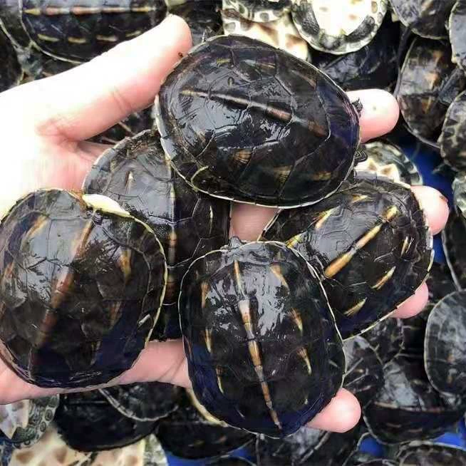 Бразильский цветок черепахи Разная трава черепаха поколение стойло Китайские цветы и трава черепаха живая маленькая черепаха живая черепаха саженцы оптом