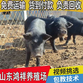 河北藏香猪种猪价格 山东鸿祥长期批发高产藏香猪种母猪 货到付款