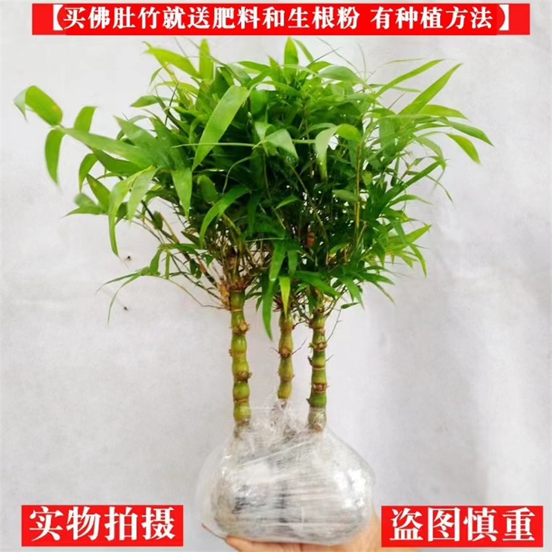 矮化佛肚竹盆栽罗汉竹盆景绿色植物 凤尾竹米竹庭院竹多年生竹子