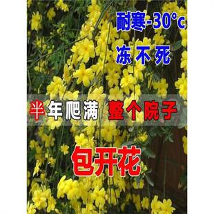 ӭ ӭֲ ӭ ӭ BNӭͥԺG