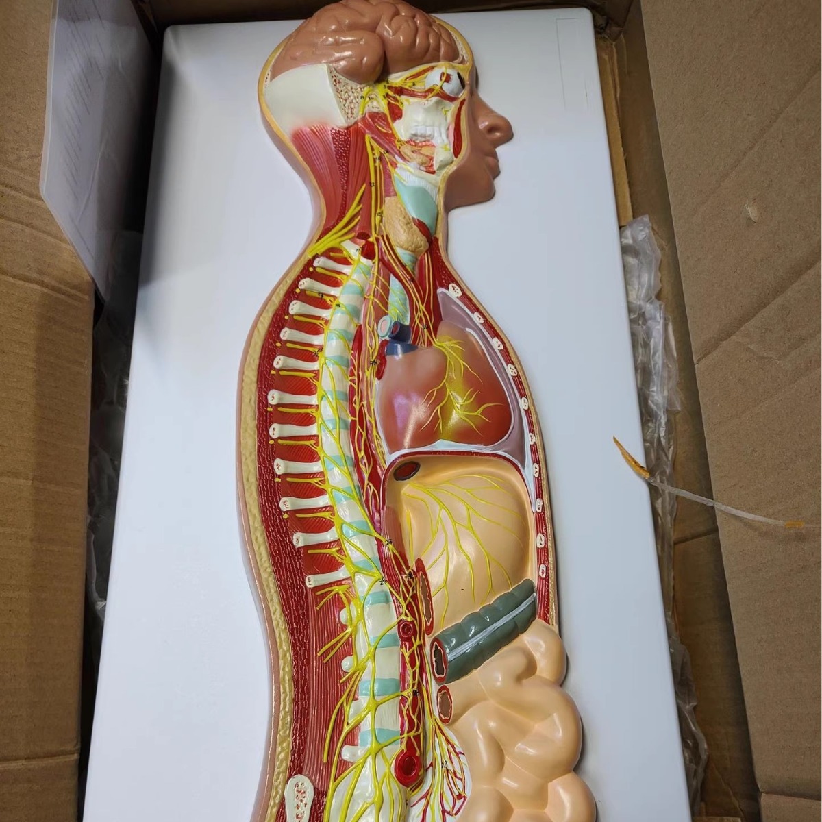 ����������ϵͳ����ģ������ҽѧ������ϵͳģ���񾭽���