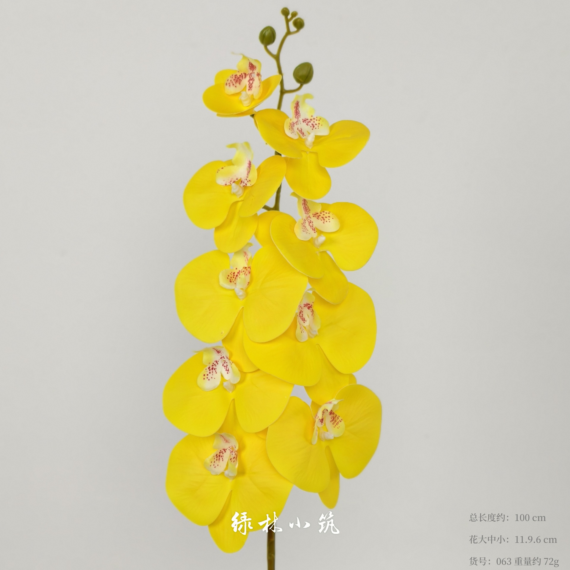 품목번호 063-9 호접란 3D