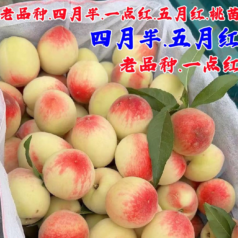 老品种四月半桃树苗极早熟一点红桃苗5月红甜桃子果苗南北方种植