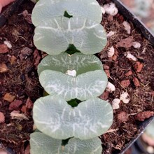 大瀑布玉扇Haworthia truncata多肉植物大棚批发软叶十二卷寿