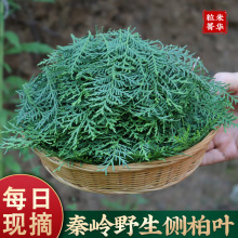 正品野生侧柏叶中药材500g扁柏叶皂角何首乌洗头包女贞子墨旱莲