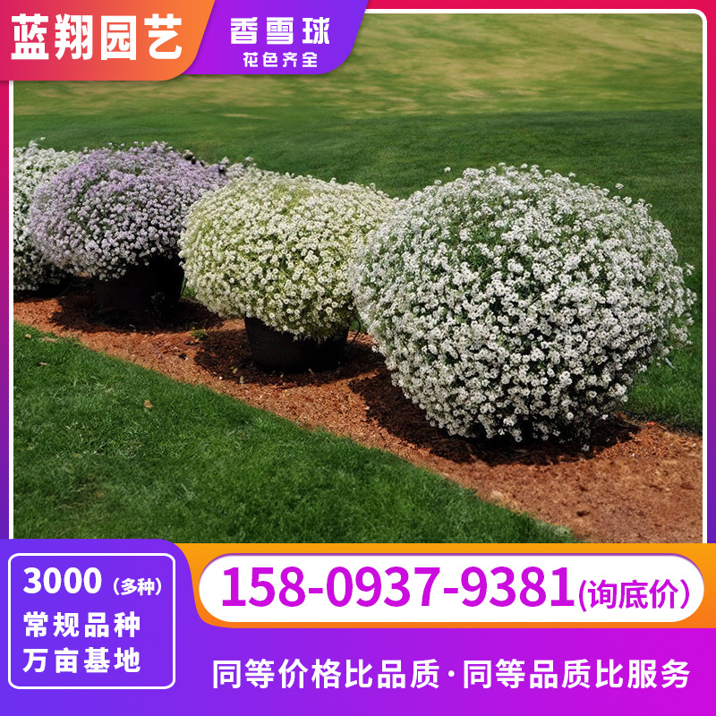 Fragrant snowball seeds wholesale room white flower perennial…