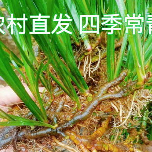 Wild Fresh Acorus Calamus Water Calamus Soaked in Water Seedling Dragon Root Fish Tank Turtle Potted Plant Purification Hydroponic Soil Freshly Dug Manufacturer