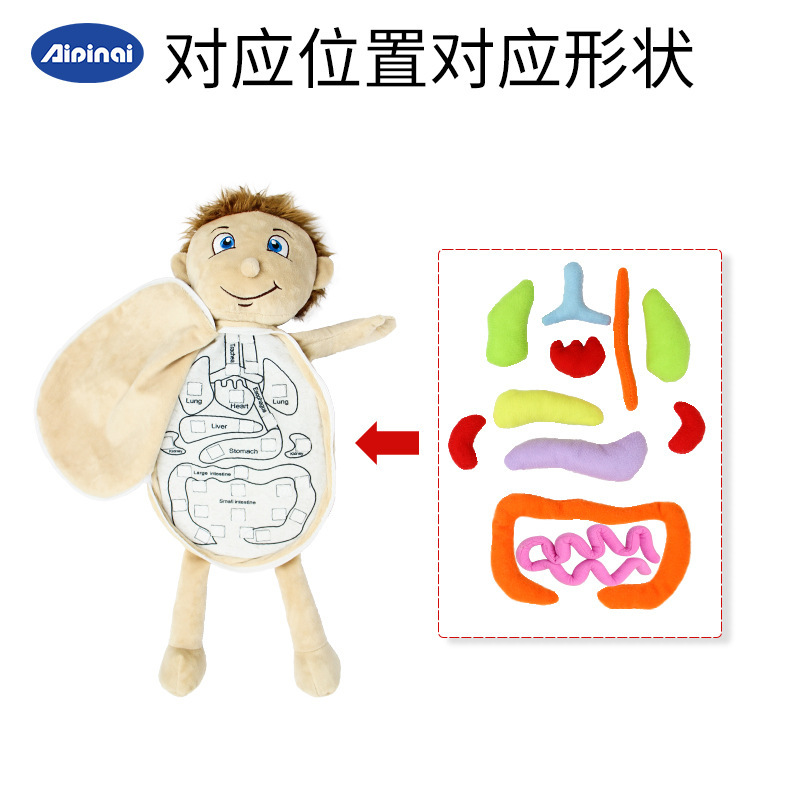 Cuerpo cognitivo de los niños órgano estructura corporal rompecabezas juguetes de educación temprana material didáctico para niños sosteniendo la muñeca órgano cognitivo