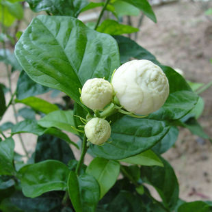 ���^��������򻨻��̨���԰�ɫ���򻨝������ذ�