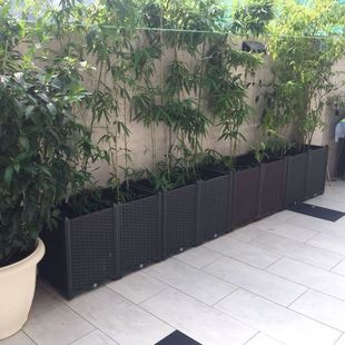 �ӏ��̨�N�����ͥ�ش��������߲˷Nֲ���L���οɷN���ѹ���