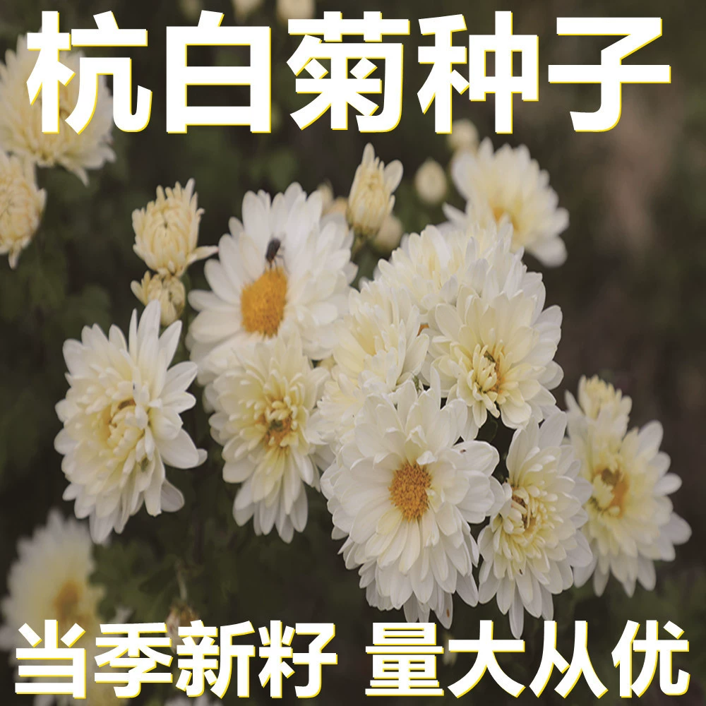 Семена белой хризантемы Ханчжоу 250-500г в мешках оптом, прямые поставки с места происхождения, сезонные новые семена, семена садовых растений