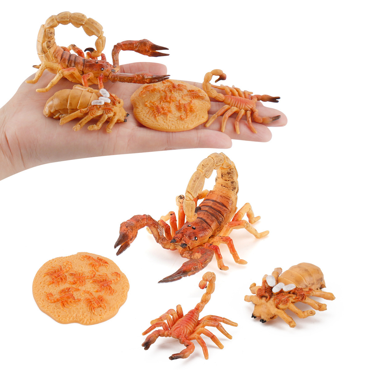Simulación de exportación transfronteriza de insectos modelo de ciclo de crecimiento animal mariposa abeja Caracol Rana escorpión adornos cognitivos