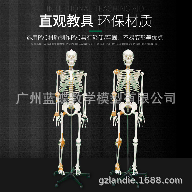 170cm����������ʹ�׵������������� �ʹ� ׵���̼���ģ��