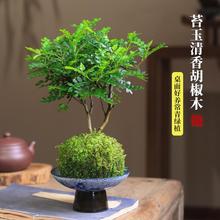 �������ľ����С���������k����ˮ��ֲ��̦�\��Gֲ�҃�����ò�