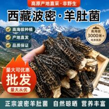 西藏非野生羊肚菌干货波密免洗大个特级3~5cm或5~8cm以上批发拿样