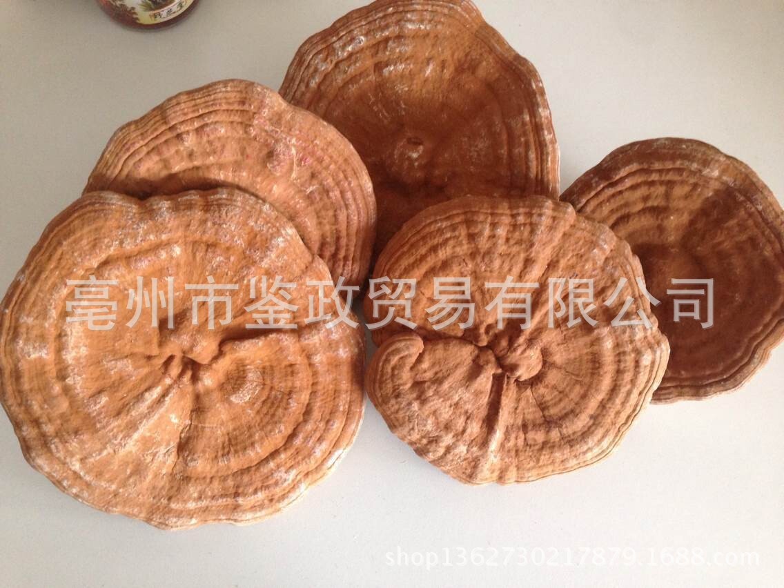 Dried Red Reishi Mushroom Whole Ling Zhi Ganoderma lucidum Traditional Herbal Tea and Decoction Herb 500g overview