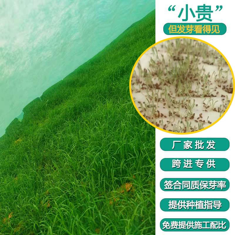 Семена травы «зубья собаки» для ландшафтного дизайна, стабилизации склонов, укрепления почвы, устойчивые к высоким температурам, семена травы «бермудская гномья трава» с высокой степенью прорастания.