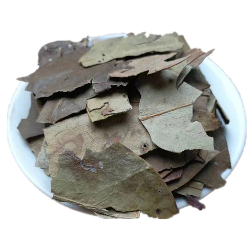 Dried Mao Dong Qing Leaf Ilex Pubescens 500g Traditional Chinese Herb for Decoction and Tea in use