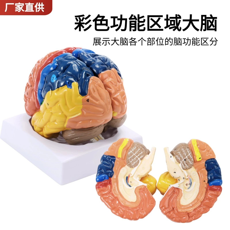 Brain model Brain function area color division model Human brain anatomy human cerebral artery structure cerebrovascular nerve