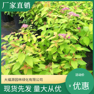 [Base Wholesale] Heat and Drought Resistant, Adaptable to Xinjiang Golden-Leafed Geranium, Perennial Flower Golden-Leafed Geranium with Various Varieties
