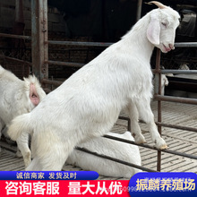 ɽɽ 㽭؅^mBֳɽ ɽwͺ