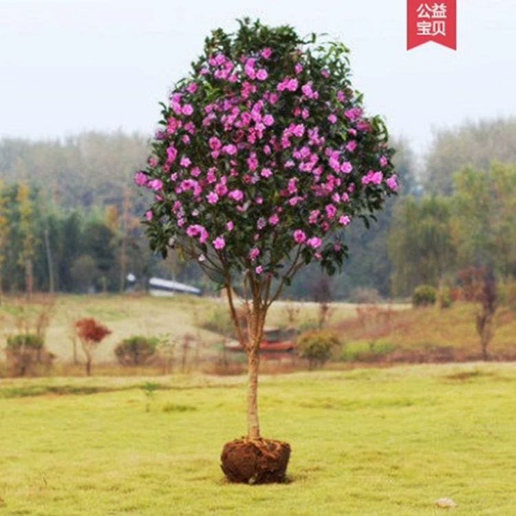 Двор Большой цветок гибискуса Рассада Большой цветок Сильный аромат Двойной клапан Гибискус Балкон Цветочное растение в горшке Морозостойкая рассада цветов на открытом воздухе