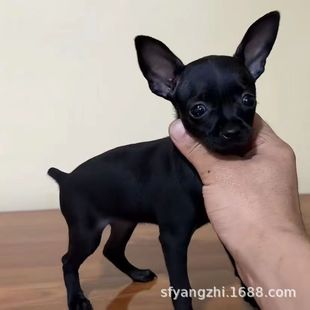 С¹Ȯ��Ȯ��ëС��Ȯ�����湷���ﹷ���wС�������ѪС¹Ȯ����