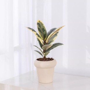 ���Wins�L�Gֲ���Ի����k���҃�����[�������՚����ȩ