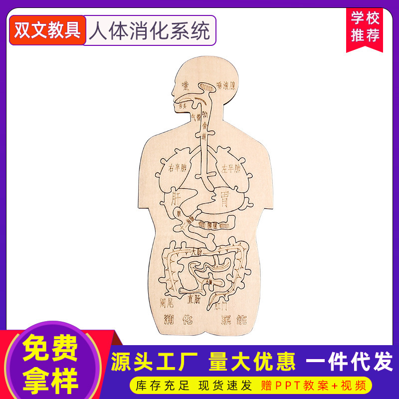 Sistema digestivo, madera, divertido, modelo cognitivo de órganos humanos, tecnología, pequeña producción, bricolaje hecho a mano, materiales caseros simples