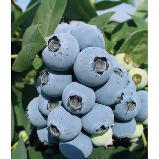 3���{ݮ�������l�Ϸ��{ݮƷ�N�����{ݮ��r��W�᠖�{ݮ��������