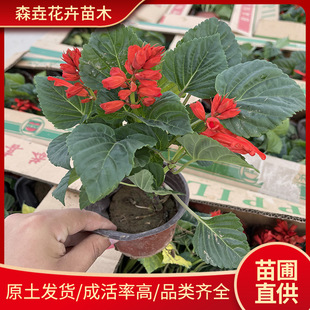 A String of Red Potted Plants for Greening Projects, Cup Seedlings, Seasonal Grass Flower Base, Firecracker Red, Square Group Arrangement of Potted Plants, a String of Red
