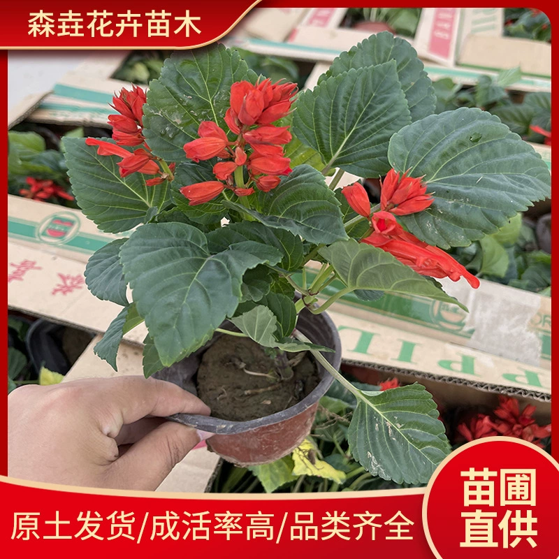 Струна красных горшечных растений для проектов по зеленению, стаканчики для рассады, сезонная основа для цветов из травы, красный фейерверк, квадратная групповая композиция горшечных растений, красная струна.