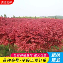 �ձ��t��ͥԺ����e���L���������t���t�輧���̾G���ͺ����Դ���