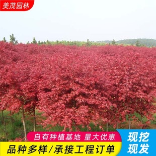 �ձ��t��ͥԺ����e���L���������t���t�輧���̾G���ͺ����Դ���