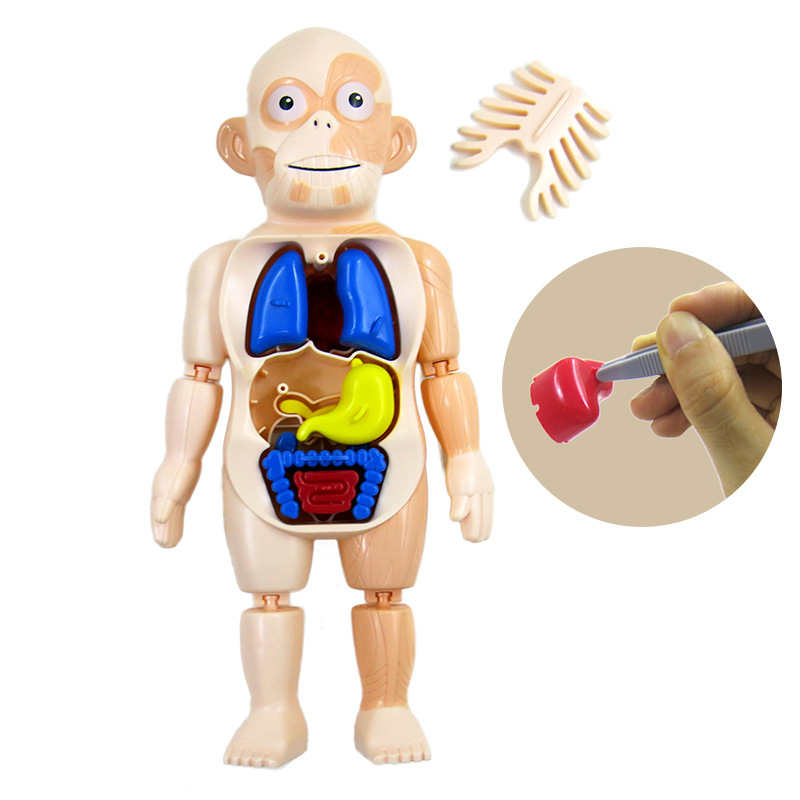 Nuevos niños Qizhi ciencia y educación Cuerpo Humano órgano modelo DIY montado juguete modelo de órgano humano