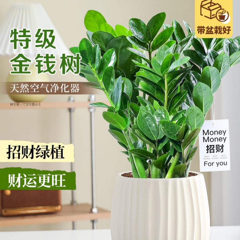 Money Tree Green Plant Indoor Plant Money Tree Desktop Potted Money Tree Office Purification Easy to Maintain