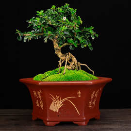 宜兴紫砂花盆大号六方客厅盆景盆榕树松柏盆栽园艺花卉绿植迎客松