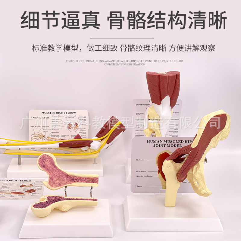 人体膝関節上肢筋腕関節血管靭帯骨格モデル股関節機能構造