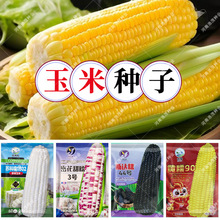 ����˹�_Ŵ44̖�SŴ���׷N�Ӻڰײʻ�Ŵ�����������r��ˈ@�߲�