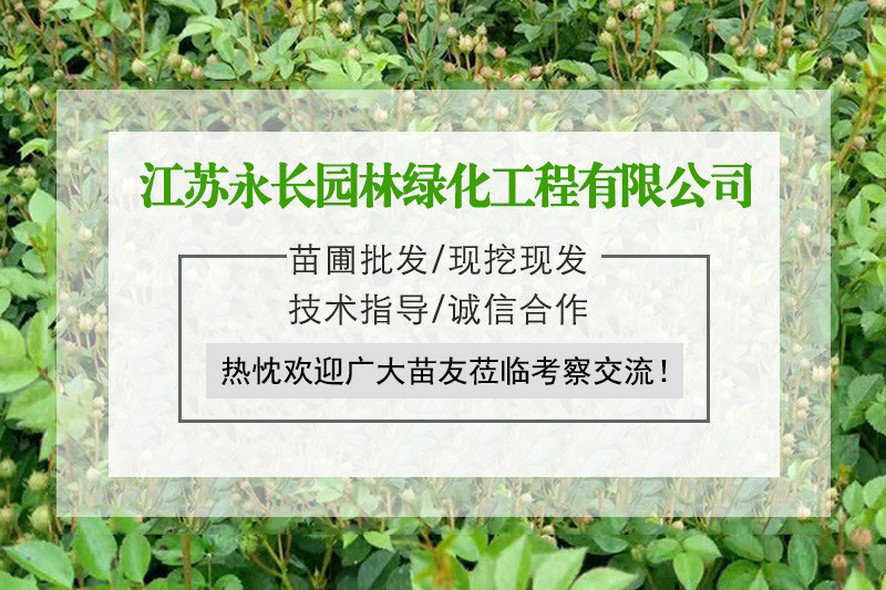 13126553955_761237538