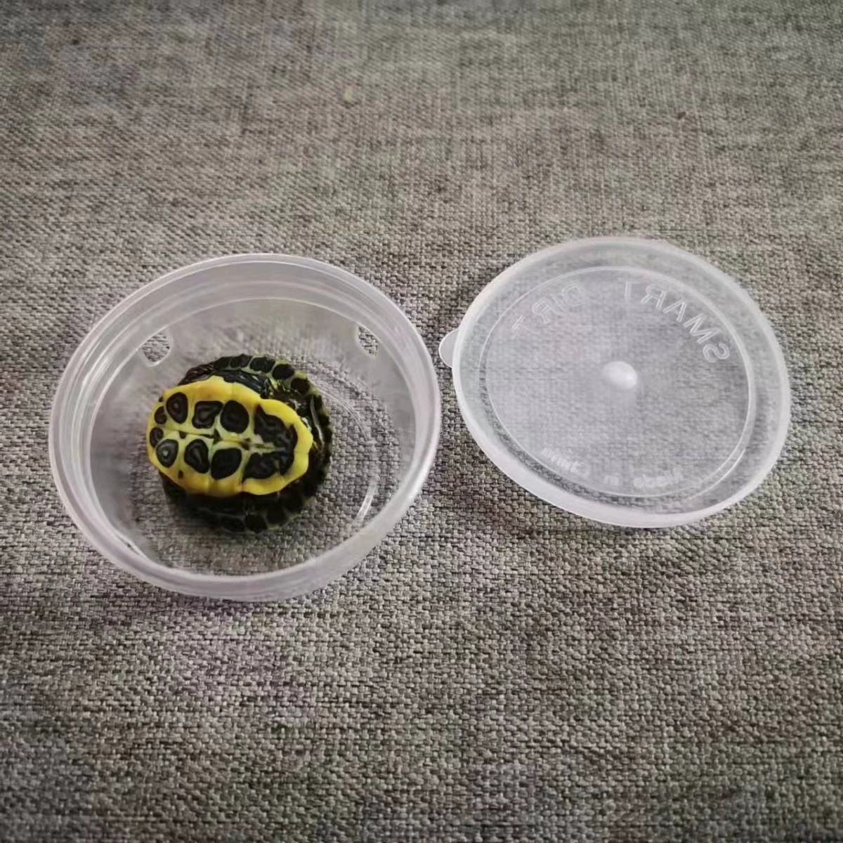 Коробка для черепахи Транспортная пластиковая маленькая круглая коробка маленький размер Коробка для кормления домашних животных Бак для золотой рыбки Коробка для черепахи Закрытый резервуар для черепахи