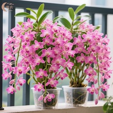 īʯʯձםīʯmmkҾGֲl