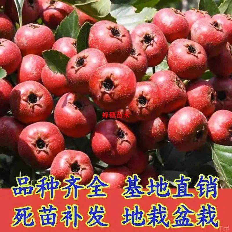 大金星把嫁接子歪树苗山里红苗黄山大红果甜红活山楂树苗棱楂苗五