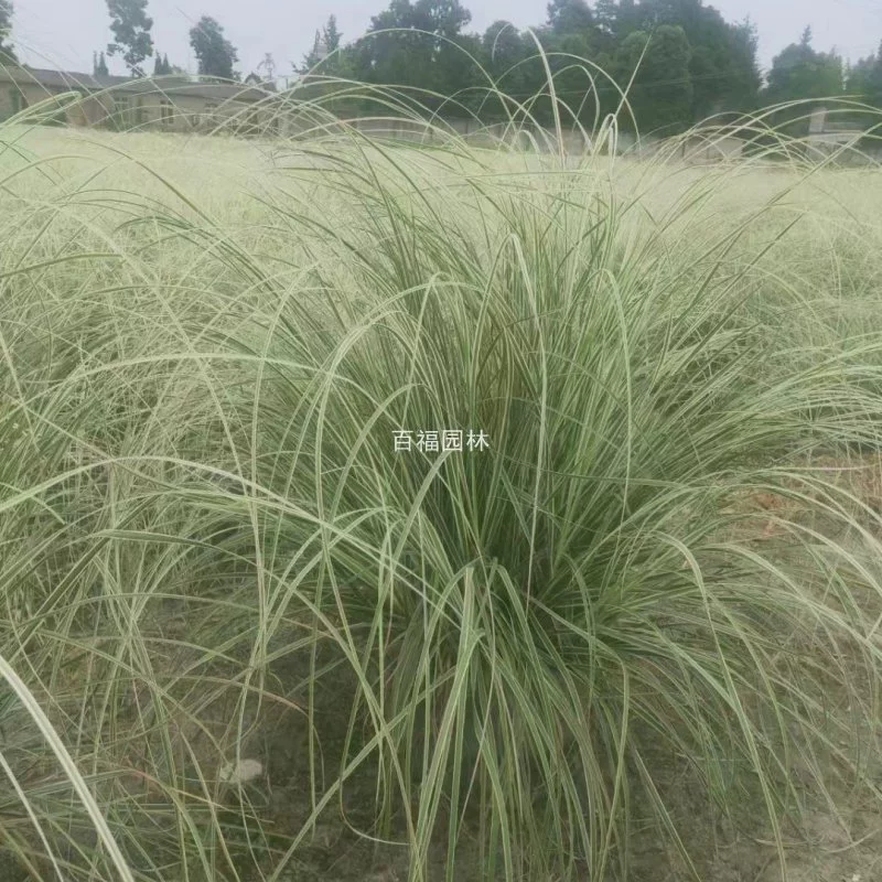 База Оптовая Цветок и Лист Рид Питомник Оптовая Льготная Цена Цветочная Граница Травянистые Растения