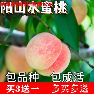 �ɽˮ�������ϱ������ԷNֲ�ش��Ҙ�������Լ޽ӻ��箔��Y��