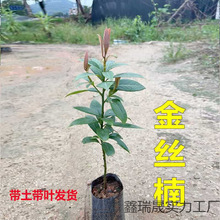 ļĴzľE骎С~FͥԺG